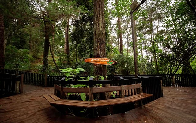 Get to know Baguio’s trees up close as you wander along the Arboretum’s forest Boardwalk